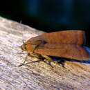 Image of least yellow underwing