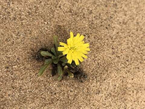 Image de Malacothrix incana (Nutt.) Torr. & A. Gray