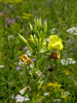 Image of evening primrose