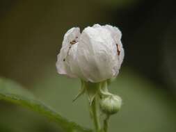 Слика од Rubus cochinchinensis Tratt.