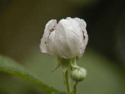 Rubus cochinchinensis Tratt. resmi