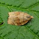 Image of barred fruit-tree tortrix