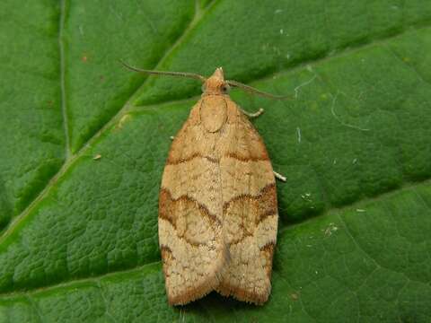 Image of barred fruit-tree tortrix