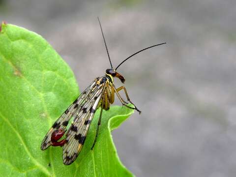 Image of common scorpionflies