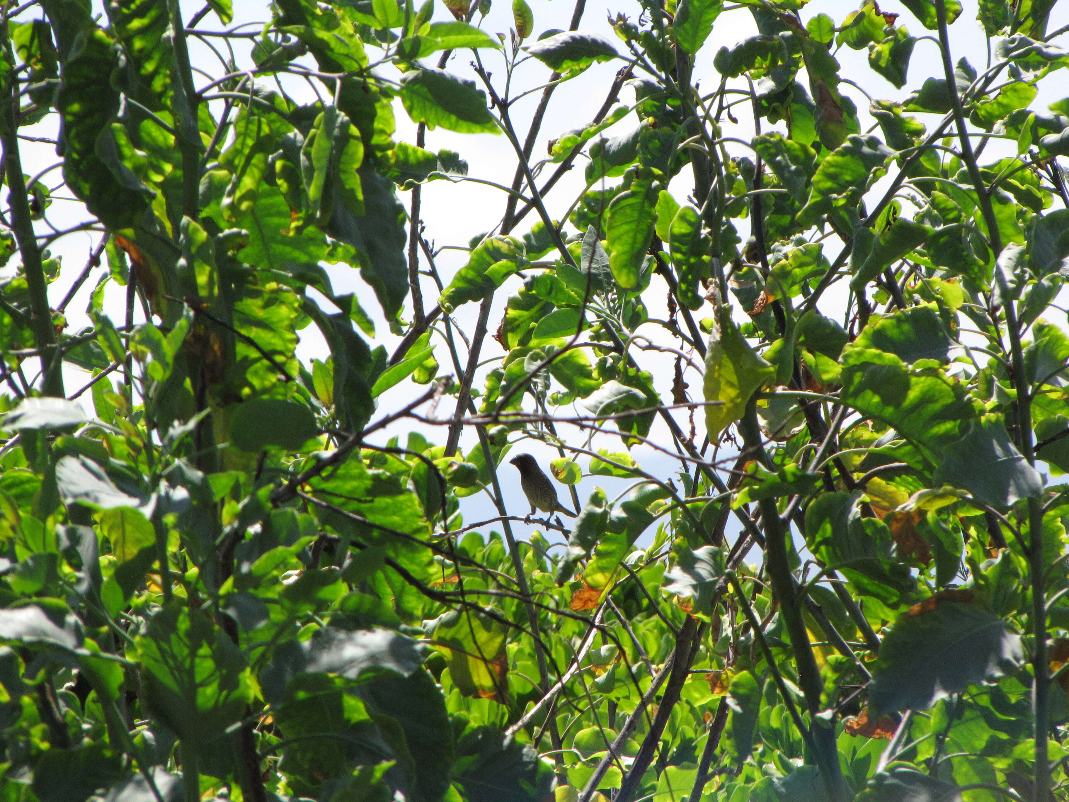 Image of tree tobacco