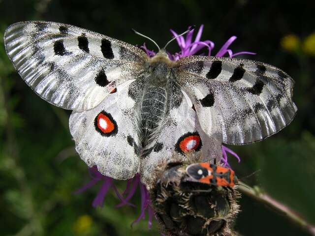 Image of Parnassius