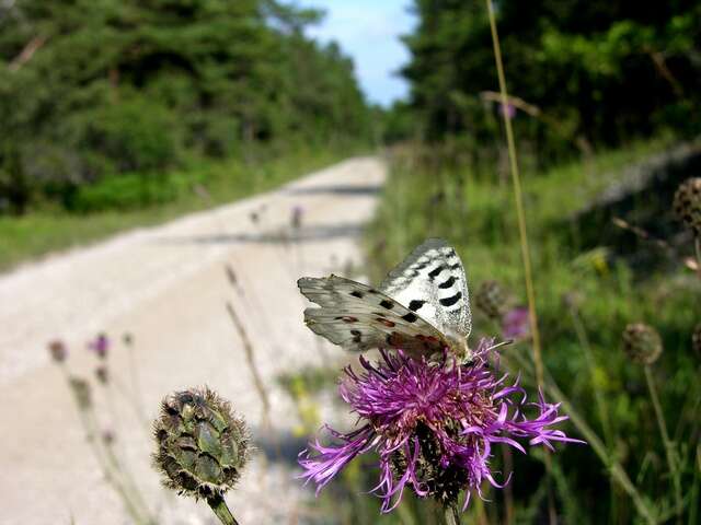 Image of Parnassius