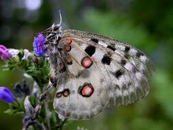 Image of Parnassius