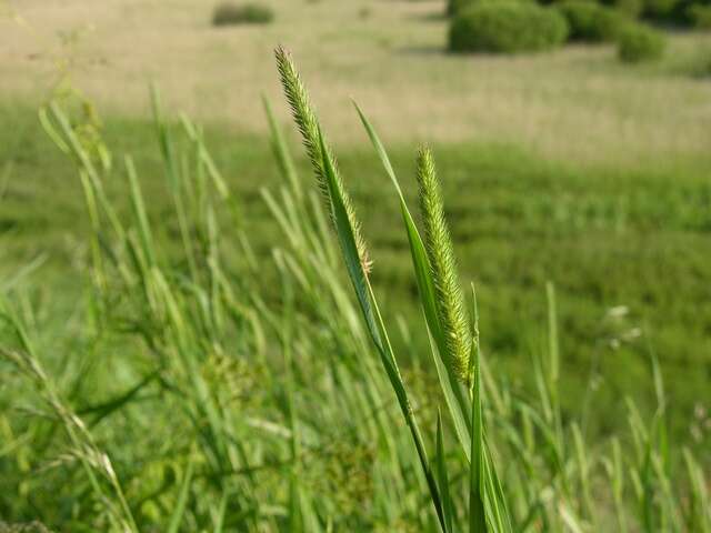 Image of Timothy or Cat's Tail