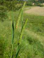 Image of Timothy or Cat's Tail