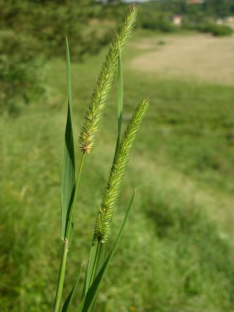 Image of Timothy or Cat's Tail