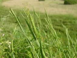 Image of Timothy or Cat's Tail