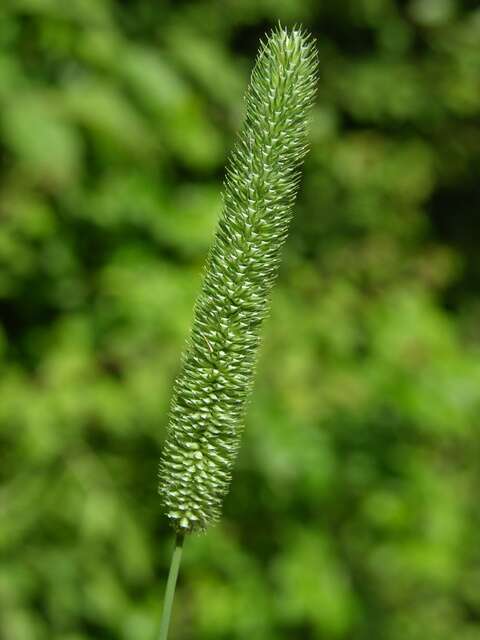 Image of Timothy or Cat's Tail