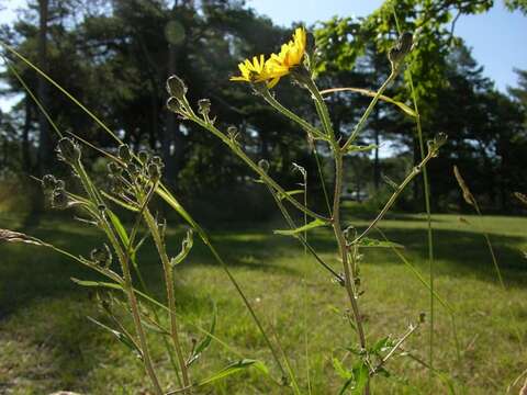 Image of oxtongue