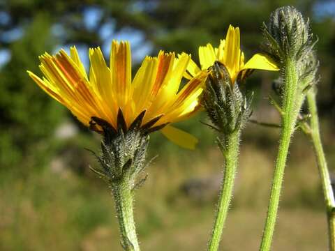 Image of oxtongue