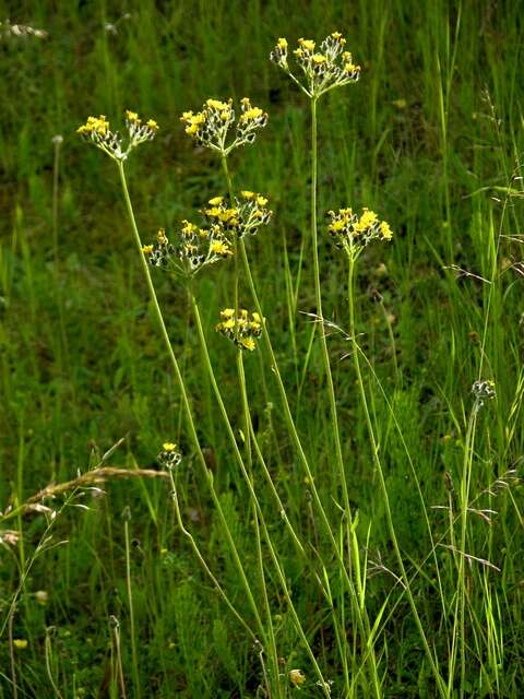 Image of Pilosella cymosa (L.) Sch. Bip., F. W. Schultz & Sch. Bip.