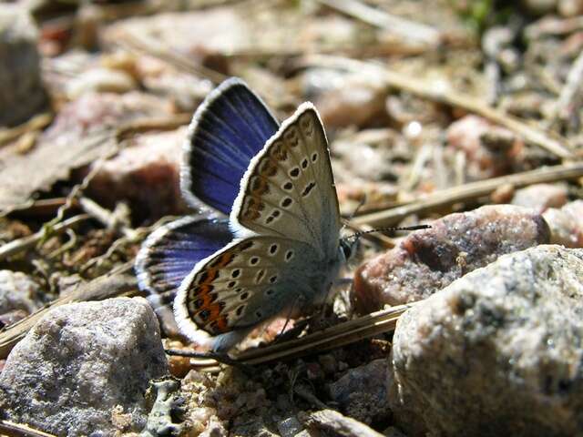 Plancia ëd Plebejus