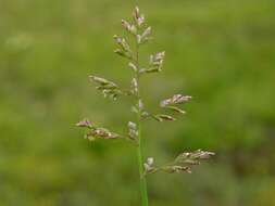 Image of Meadow Grasses