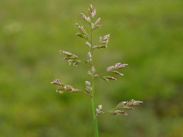 Image of Meadow Grasses