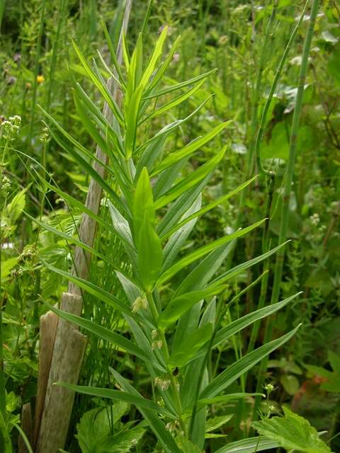 Слика од Polygonatum