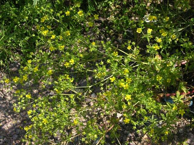 Image of downy cinquefoil