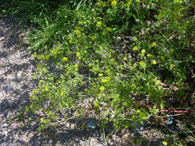 Image of downy cinquefoil