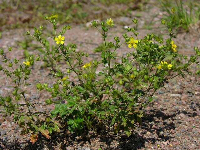 Image of downy cinquefoil