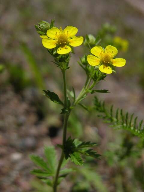 Image of downy cinquefoil