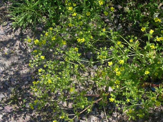 Image of downy cinquefoil