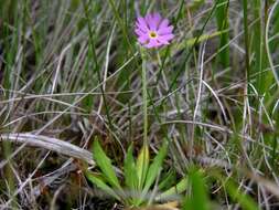 Image of cowslip