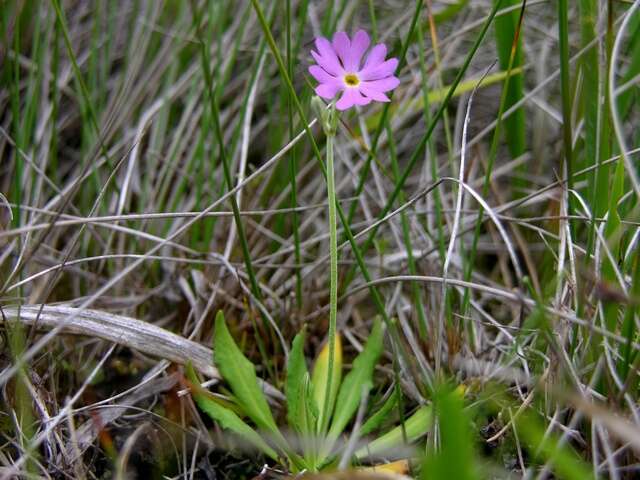 Image of cowslip