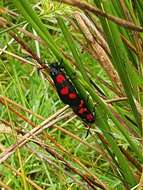 Image of Zygaena trifolii Esper 1783