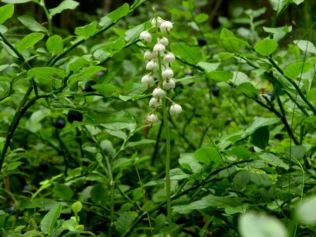 Image of Wintergreen