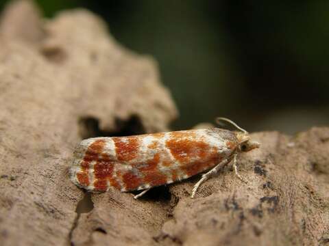 Image of Pine Tip Moths