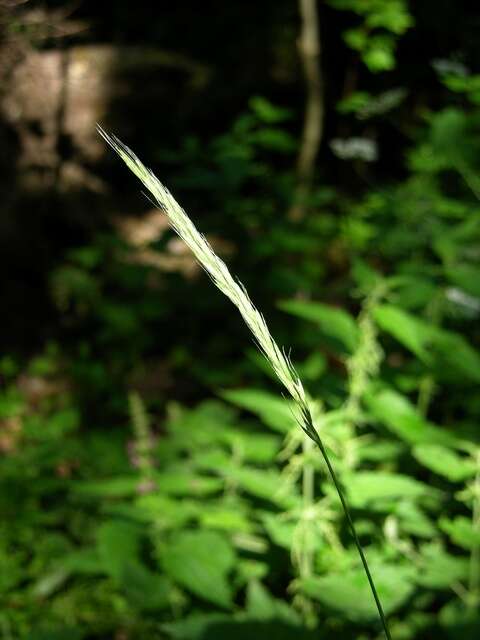 Image of Wildrye or Wheatgrass