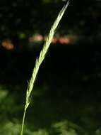 Image of Wildrye or Wheatgrass