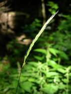 Image of Wildrye or Wheatgrass