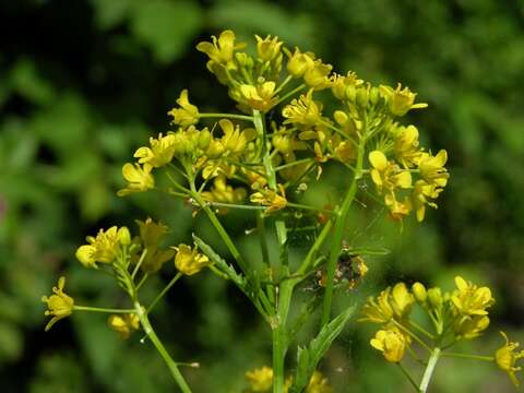 Image of yellowcress