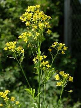 Image of yellowcress