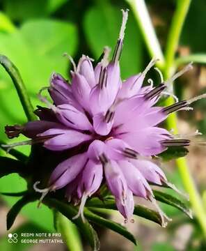 Image of ironweed