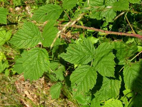 صورة Rubus gothicus E. H. L. Krause