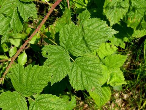 صورة Rubus gothicus E. H. L. Krause