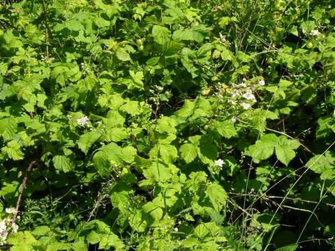 Rubus gothicus E. H. L. Krause resmi