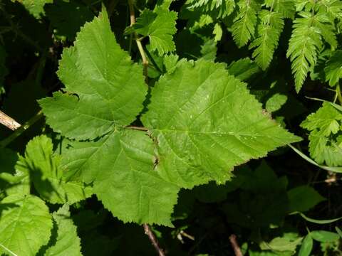 صورة Rubus gothicus E. H. L. Krause