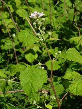 صورة Rubus gothicus E. H. L. Krause