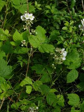 صورة Rubus gothicus E. H. L. Krause