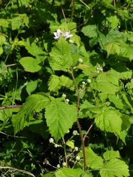 Image of Rubus gothicus E. H. L. Krause