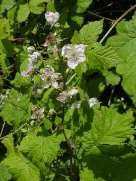 Rubus gothicus E. H. L. Krause resmi