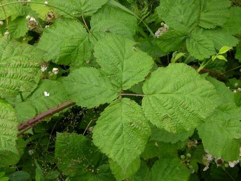 Image of Rubus wahlbergii Arrhen.