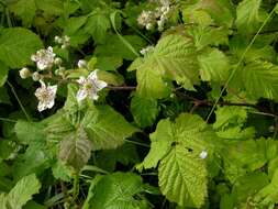 Image of Rubus wahlbergii Arrhen.